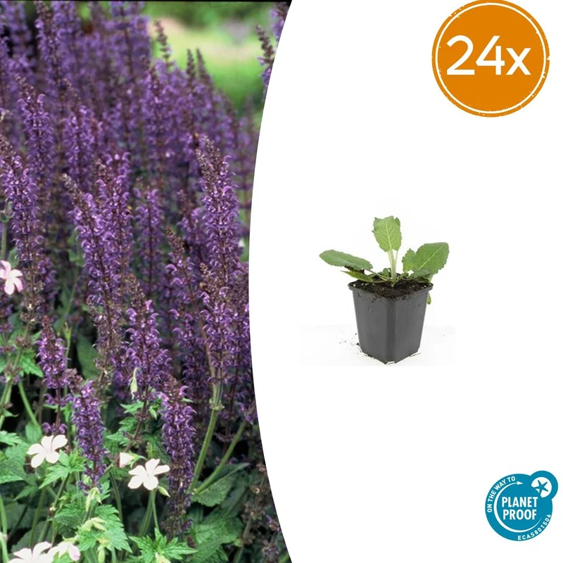 24x Salvia nem. 'Mainacht'