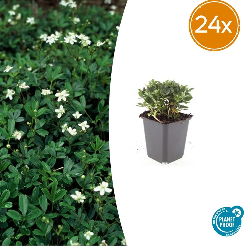 24x Potentilla tridentata 'Nuuk'