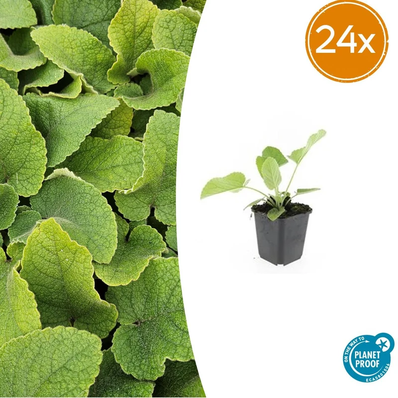 24x Phlomis russeliana