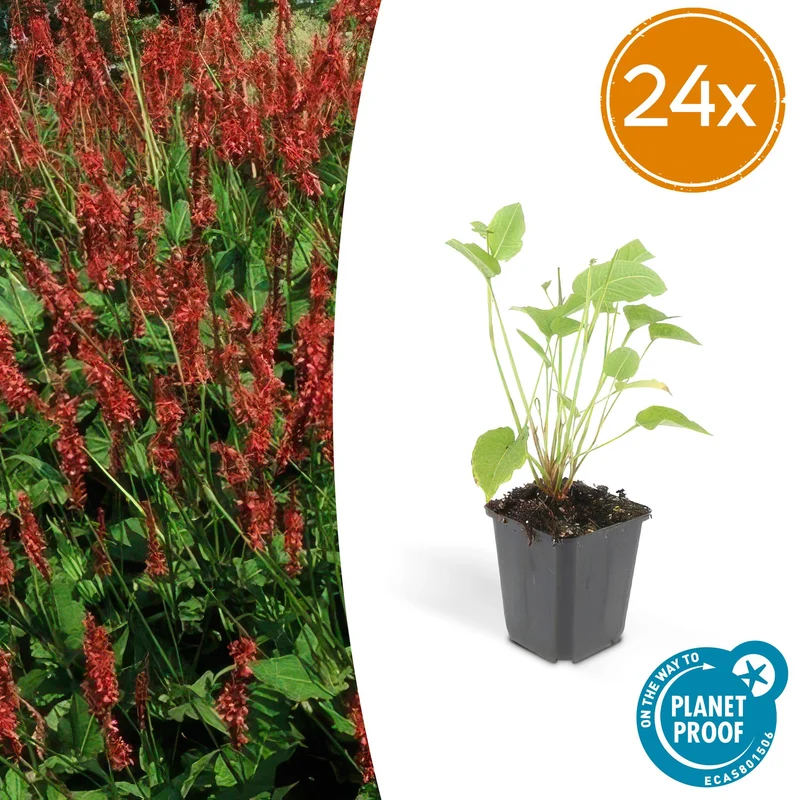 24x Persicaria amplexicaulis
