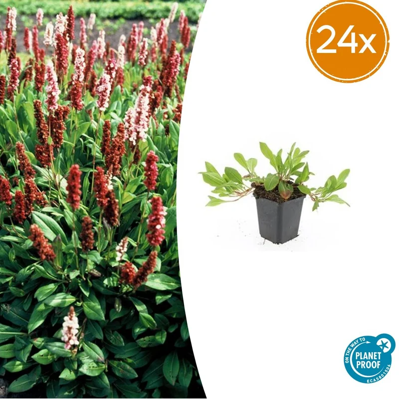 24x Persicaria aff. 'Darjeeling Red'