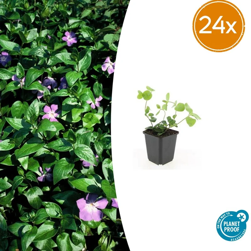 24x Vinca major