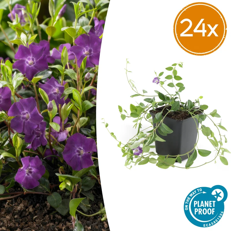 24x Vinca minor 'Atropurpurea',