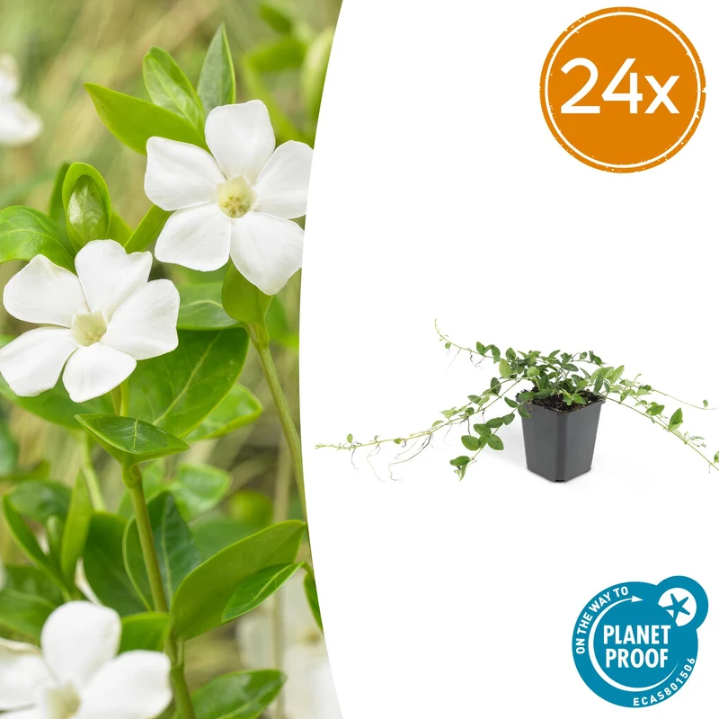 24x Vinca minor 'Alba'
