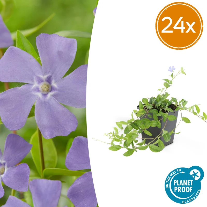 24x Vinca minor