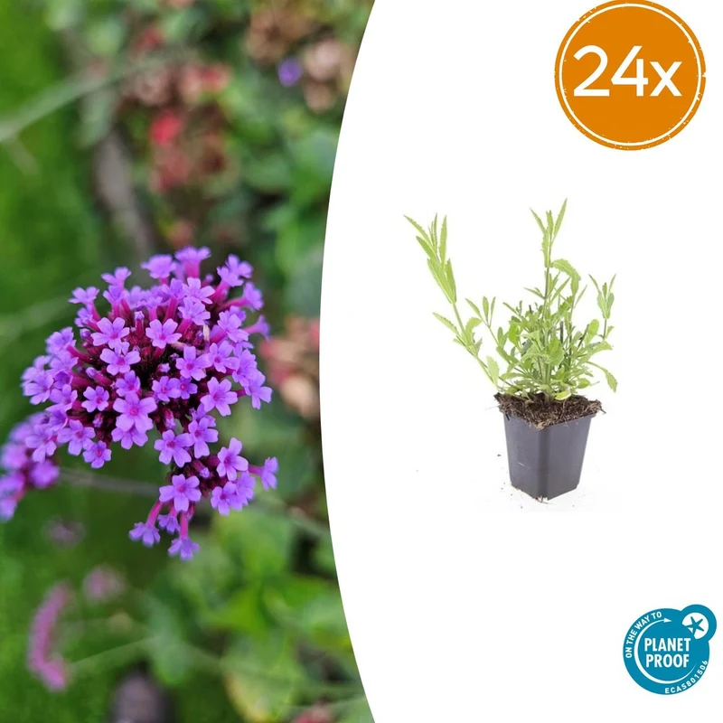 24x Verbena bonariensis