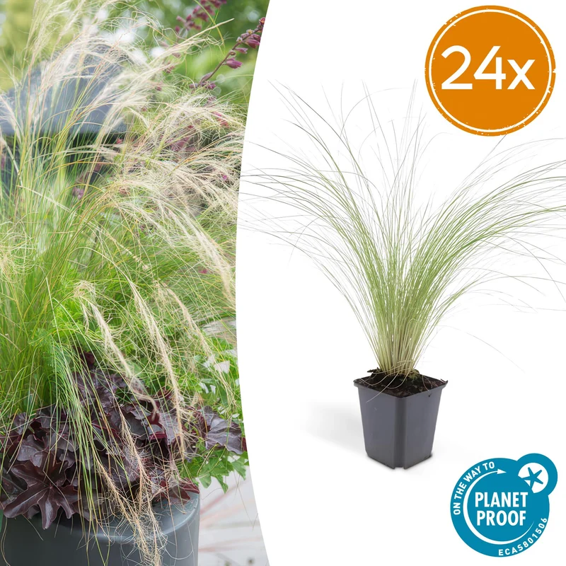 24x Stipa tenuissima 'Ponytails'