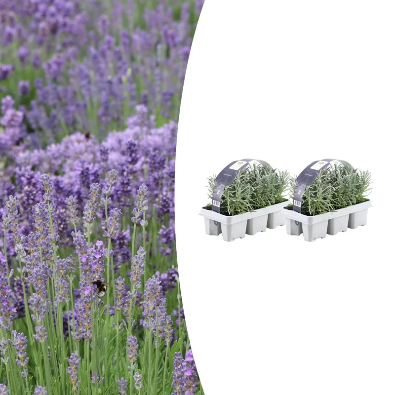 2x Set van 6 Lavendel angustifolia