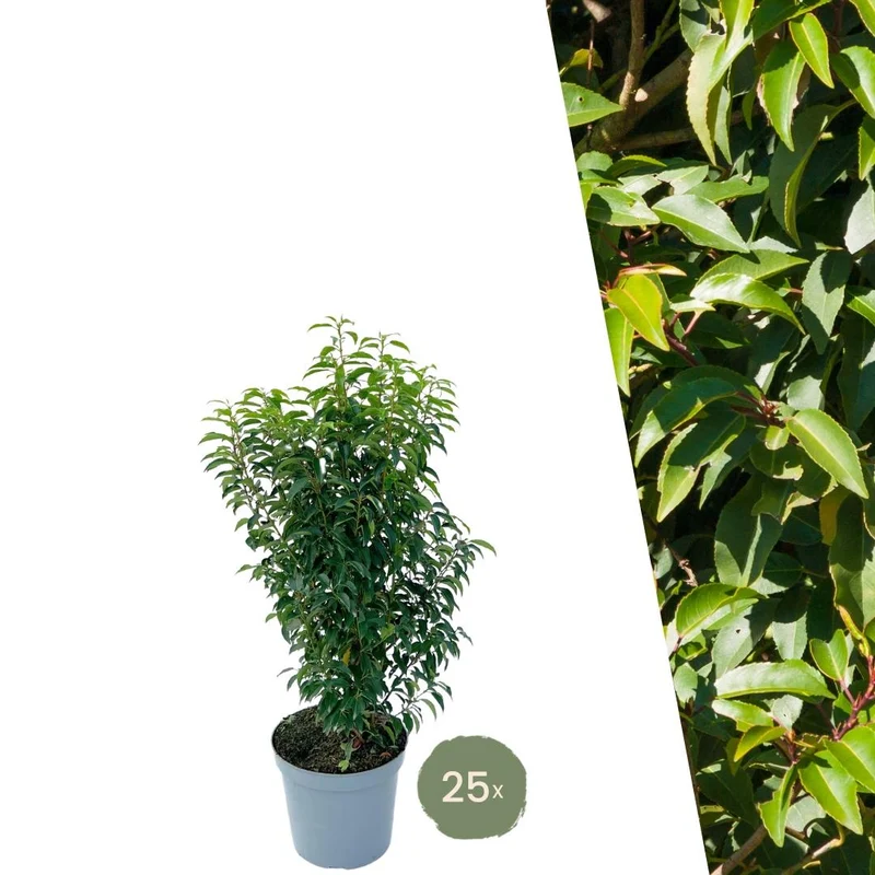 25 grote Portugese Laurierkers planten voor 10 strekkende meter haag