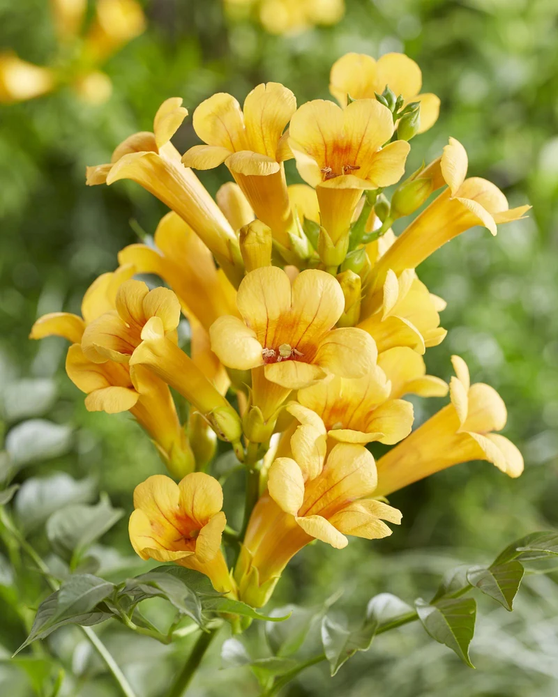 2x - Campsis Summer Jazz 'Gold Trumpet'