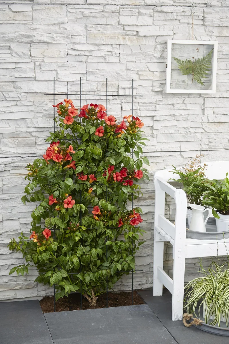 2x - Campsis Summer Jazz 'Fire Trumpet'