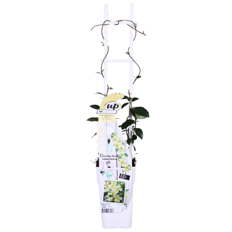 2x - Trachelospermum 'Star of Toscana'