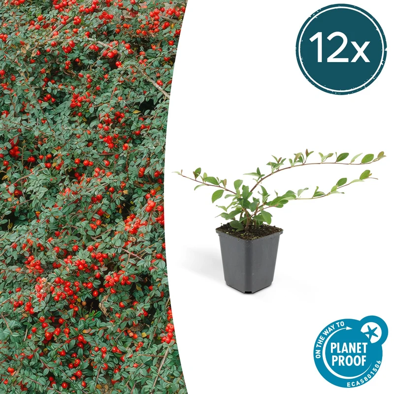 12x Cotoneaster dam. 'Major'