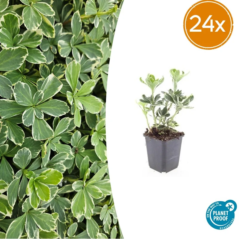24x Pachysandra term. 'Variegata'