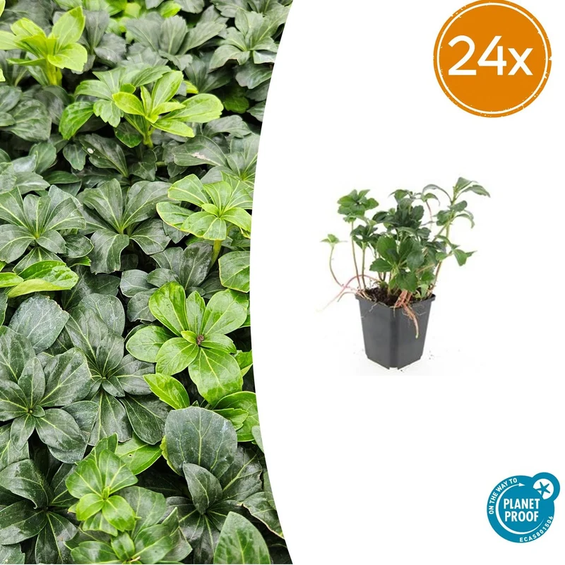 24x Pachysandra term. 'Green Sheen'