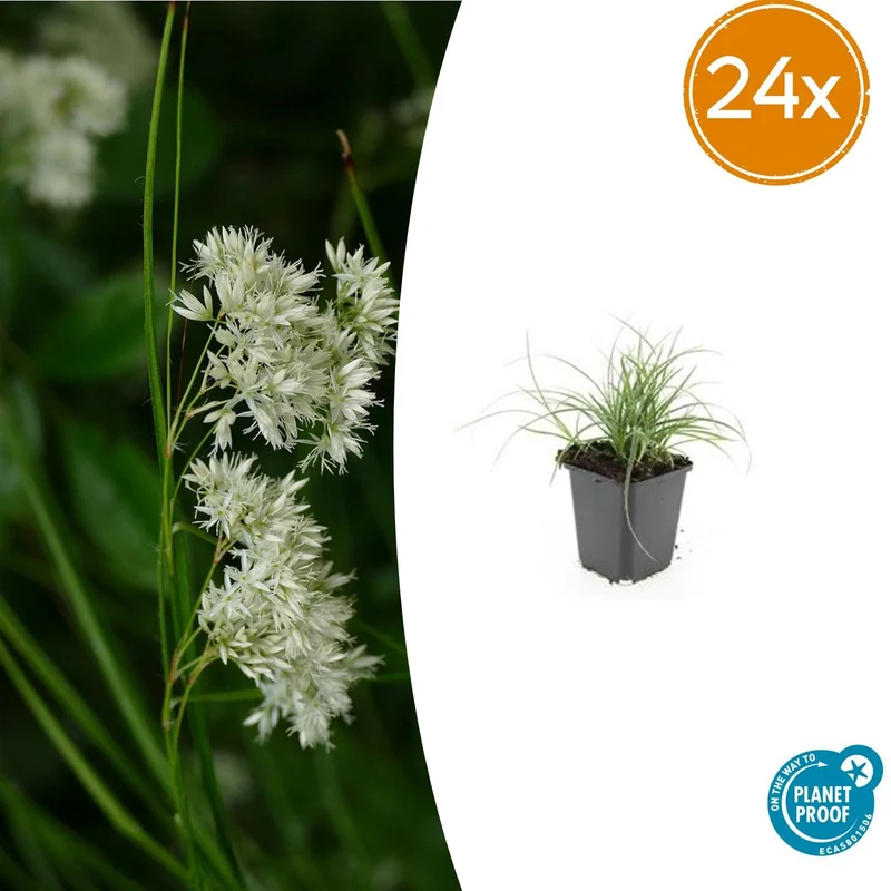 24x Luzula nivea