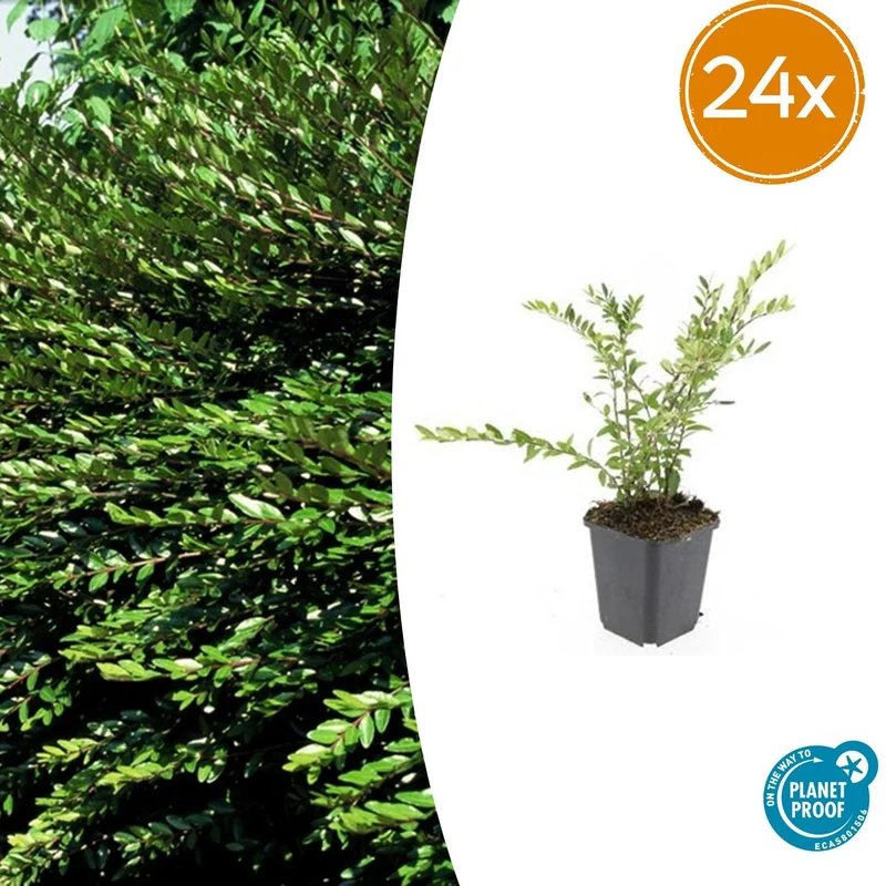 24x Lonicera pileata