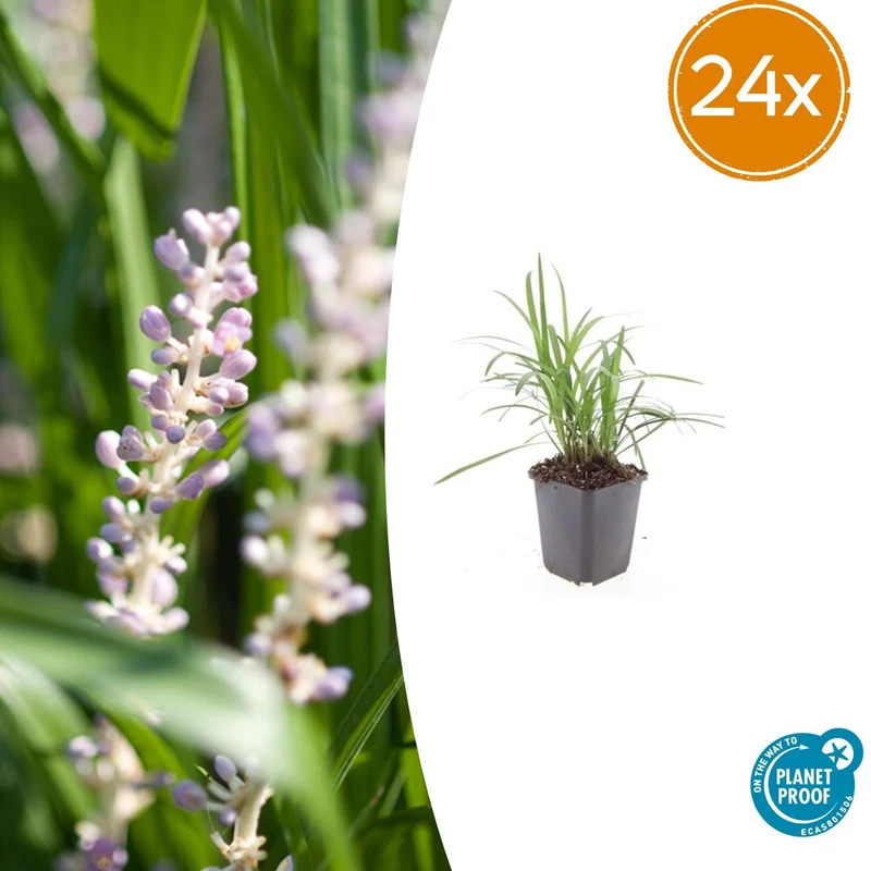 24x Liriope muscari 'Monroe White'
