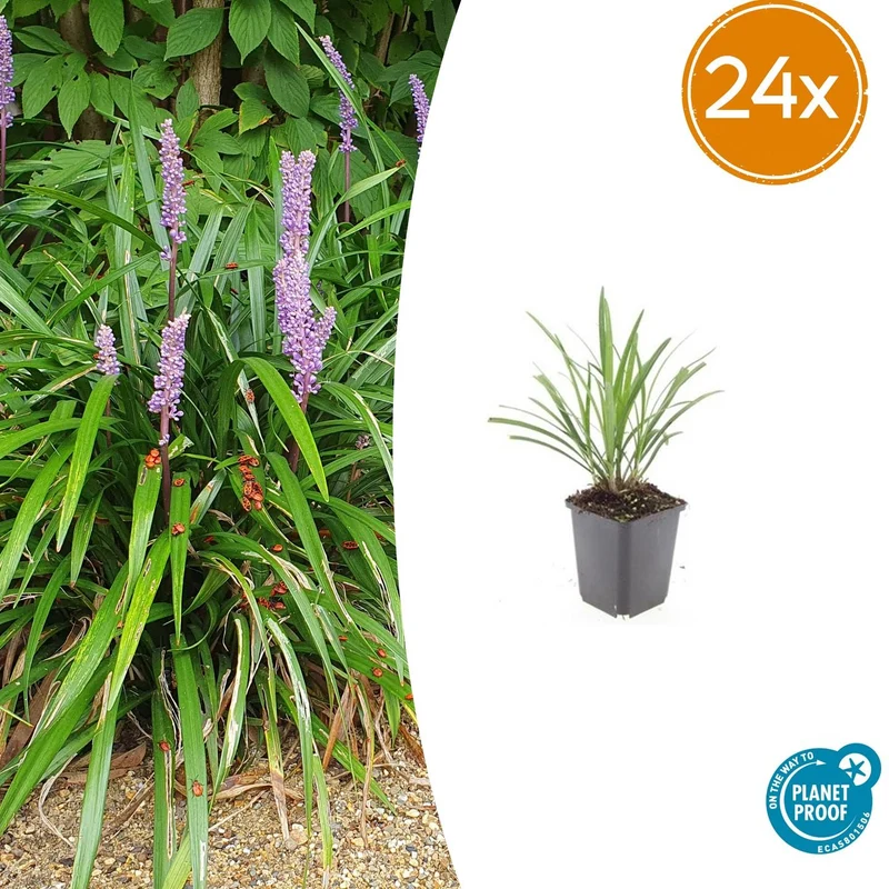 24x Liriope muscari 'Ingwersen'