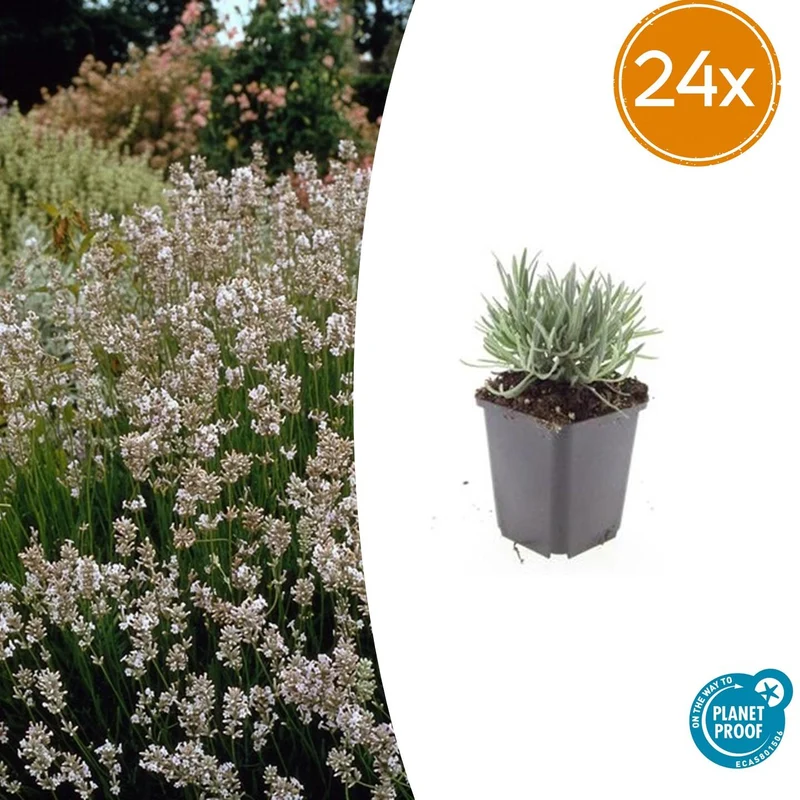 24x Lavandula int. 'Edelweiss'
