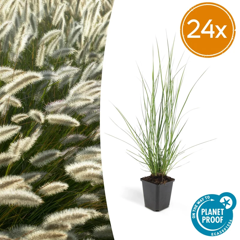 24x Pennisetum alopecuroides 'Hameln'