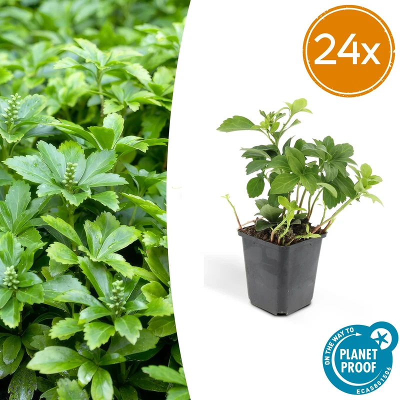 24x Pachysandra term. 'Green Carpet'