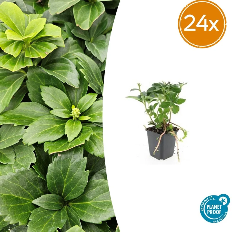 24x Pachysandra terminalis
