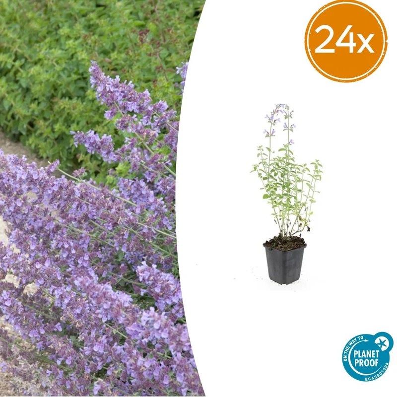 24x Nepeta 'Walker's Low'