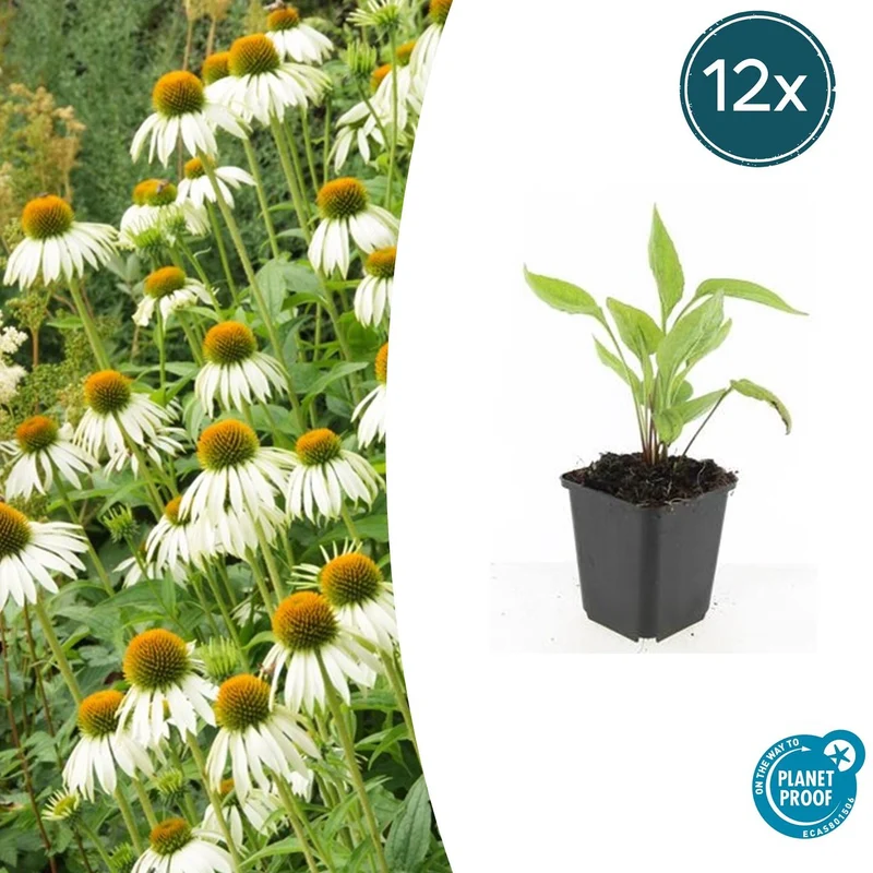 12x Echinacea p. 'White Swan'