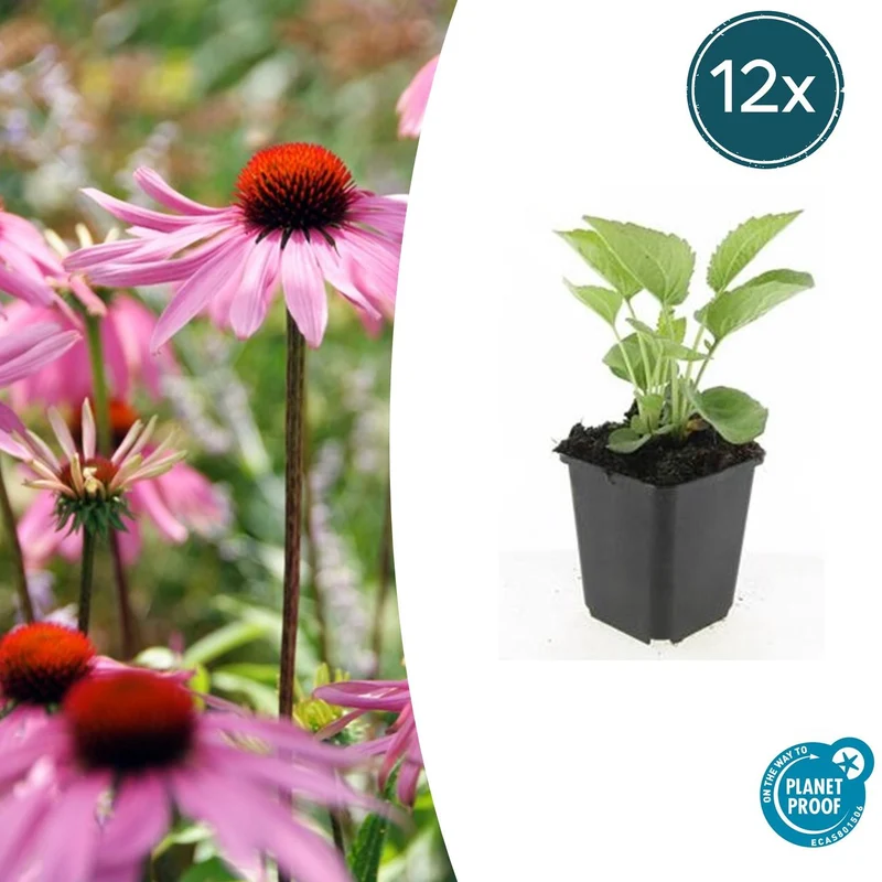 12x Echinacea p. 'Magnus'