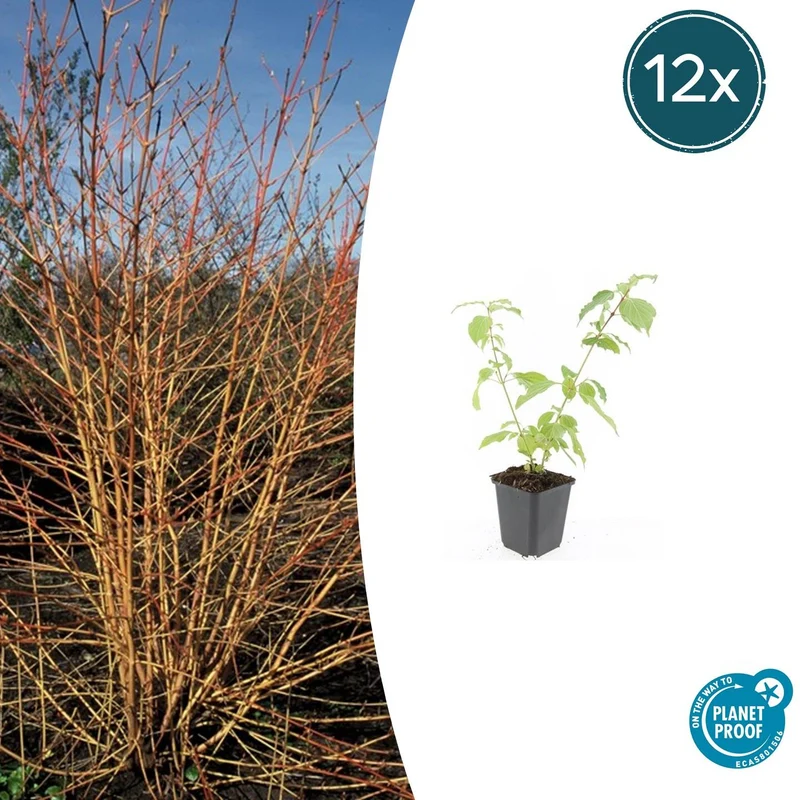 12x Cornus sang. 'Anny's Winter Orange'