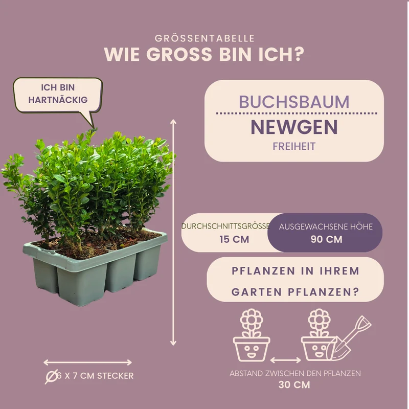 2 x Set van 6 Buxus NewGen Freedom – Groenblijvende Struiken 12 x