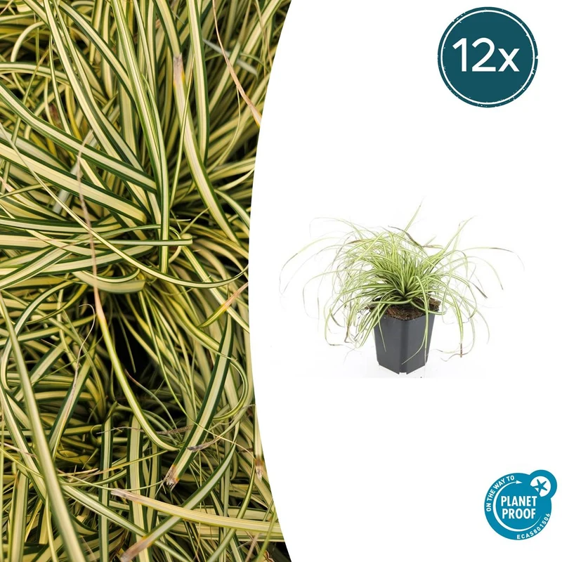 12x Carex oshim. 'Evergold'