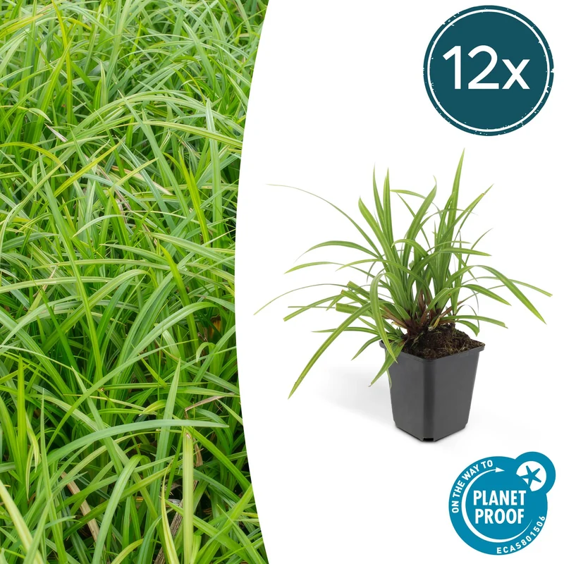 12x Carex morrowii 'Irish Green'