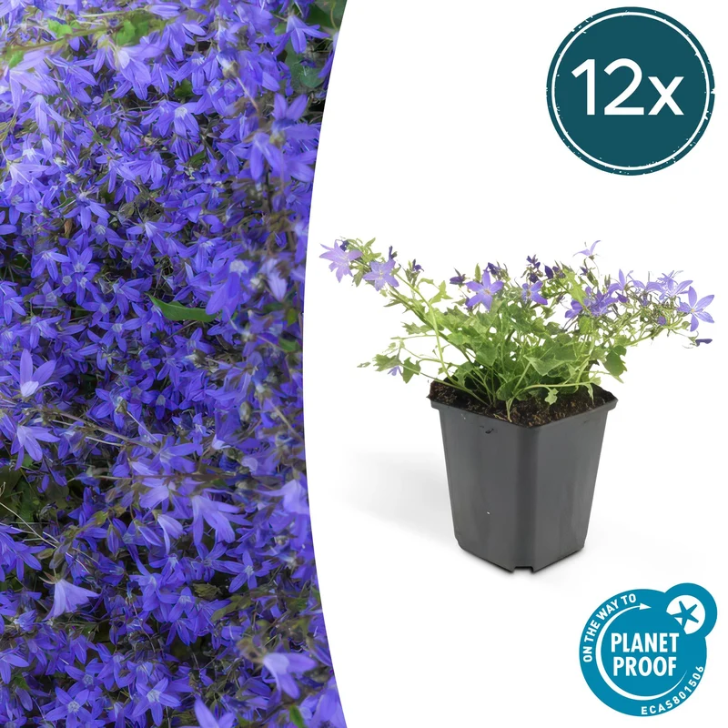 12x Campanula poscharskyana 'Stella'