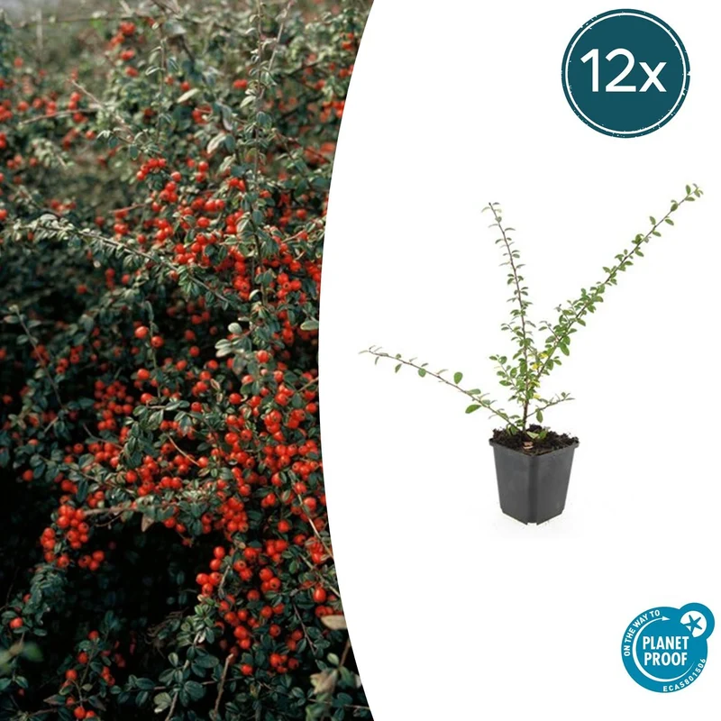 12x Cotoneaster suec. 'Coral Beauty'