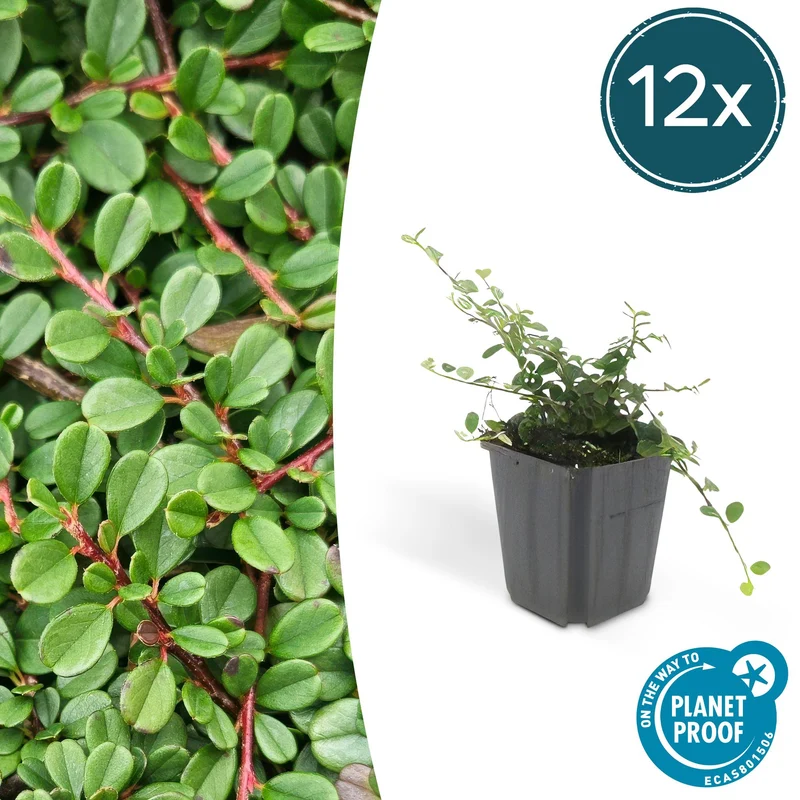 12x Cotoneaster pr. 'Streib's Findling'