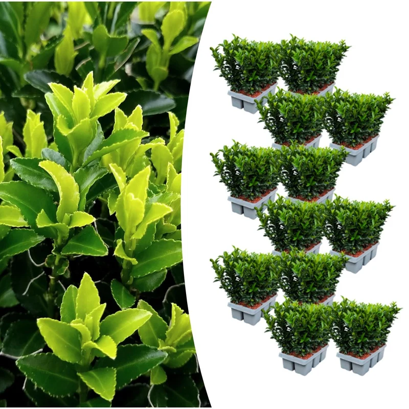 12 x Set van 6 Euonymus 'Green Spire'