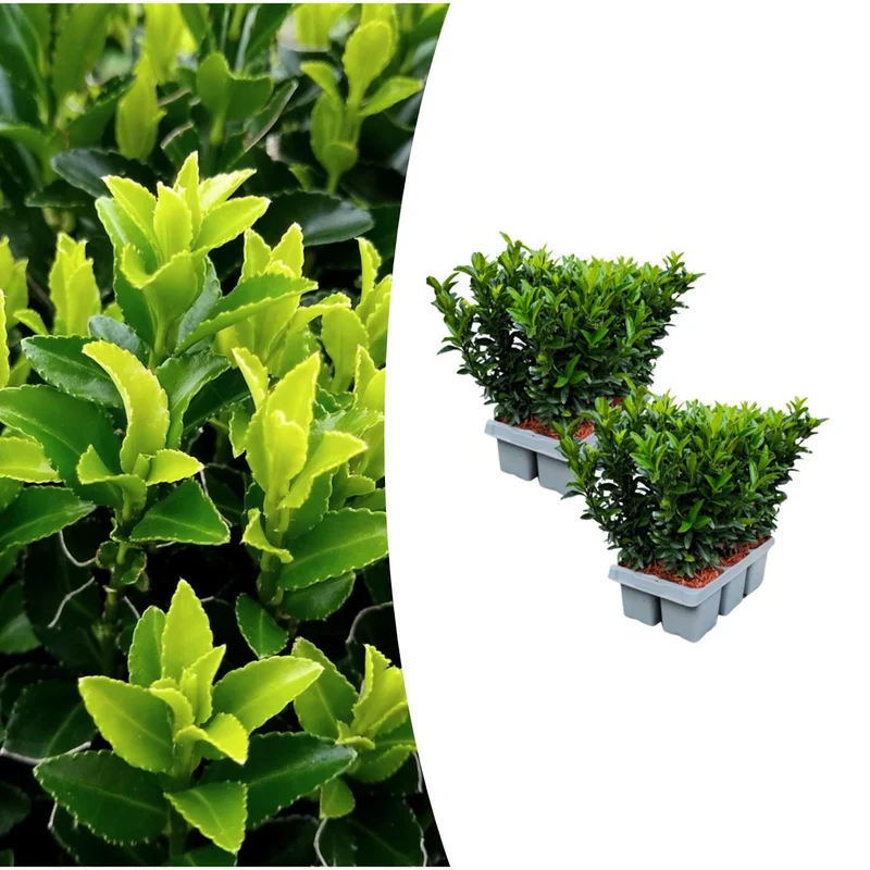 2 x Set van 6 Euonymus 'Green Spire'
