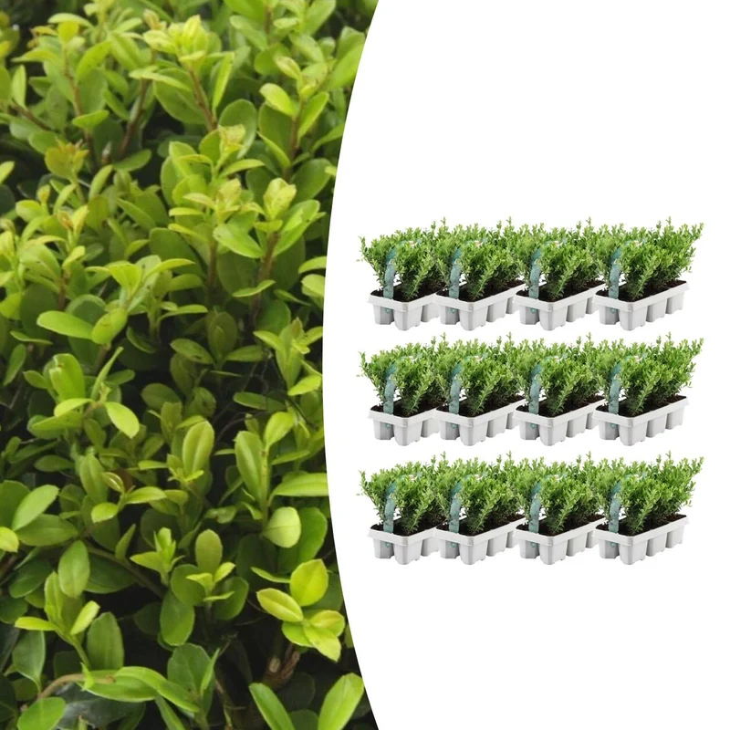 12 x Set van 6 Ilex crenata 'Jenny'