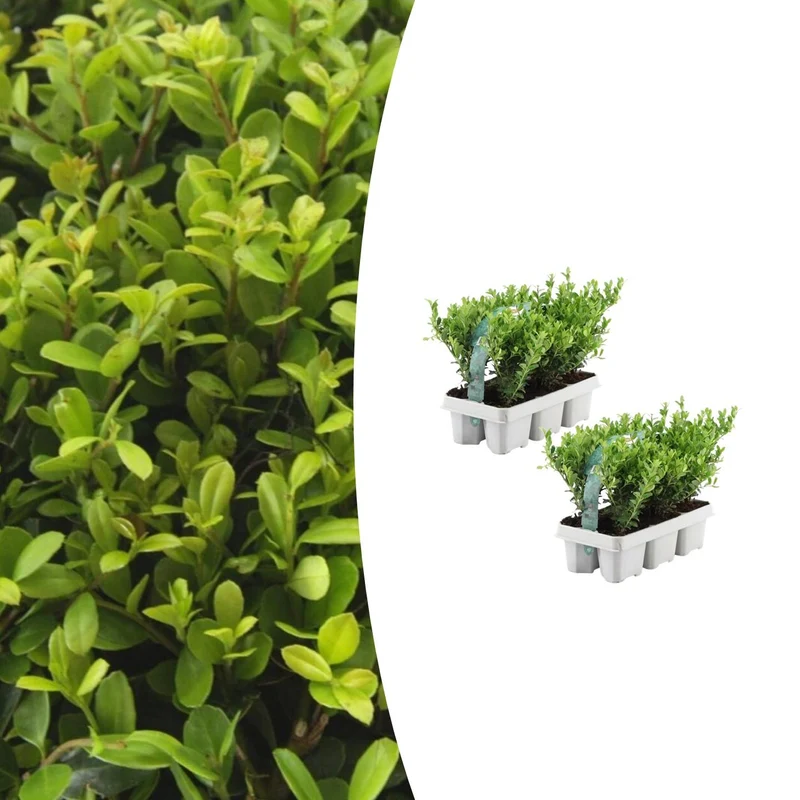 2 x Set van 6 Ilex crenata 'Jenny'