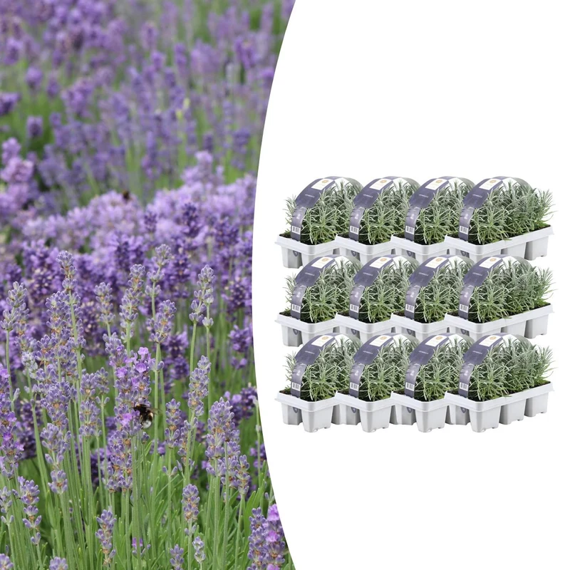 12 x Set van 6 Lavendel angustifolia