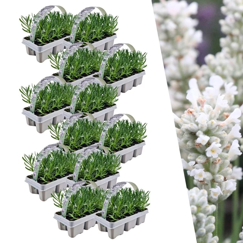 12 x Set van 6 Lavendel angustifolia white