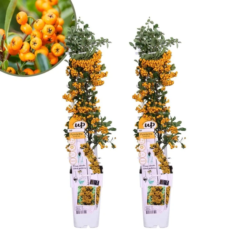 2 x Pyracantha coccinea Sunny Star