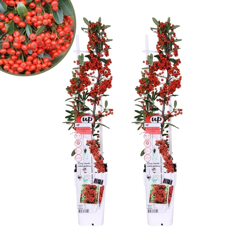 2 x Pyracantha coccinea Red Star