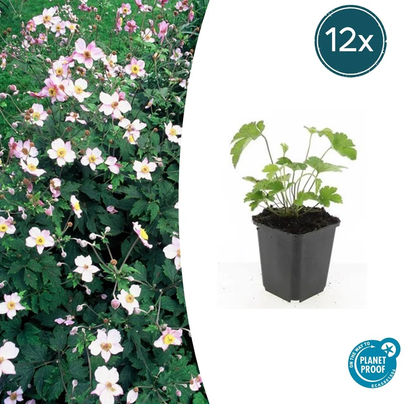 12x Anemone tom. 'Robustissima'
