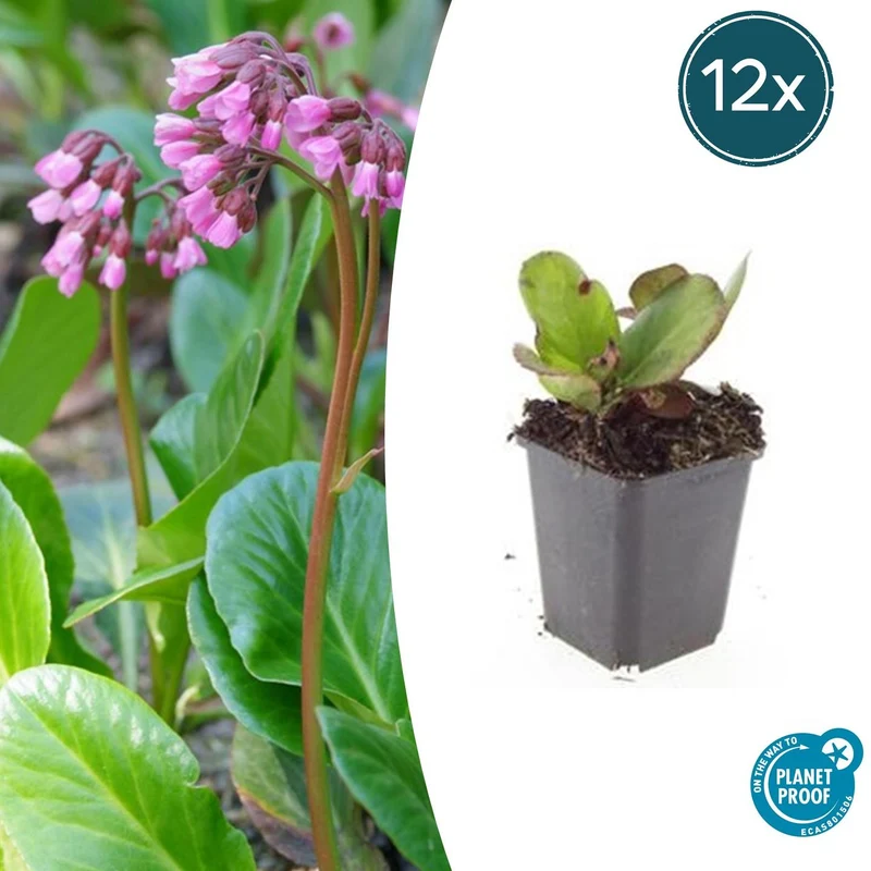 12x Bergenia cordifolia 'Herbstblüte'