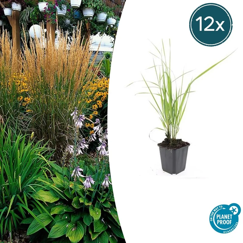 12x Calamagrostis acut. 'Karl Foerster'