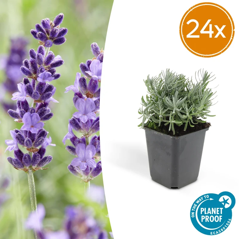 24x Lavandula 'Hidcote'