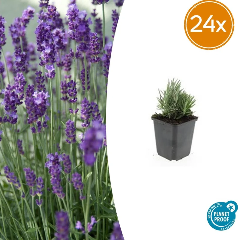 24x Lavandula ang. 'Dwarf Blue'